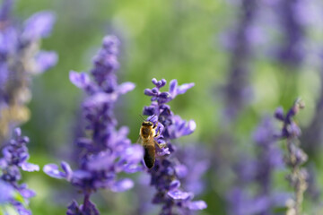 Honey bee on lavender flowers in the garden