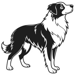 A border collie dog stands proudly in profile