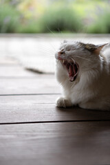 Feline serenity captured during a warm afternoon as a cat enjoys a good stretch in a sunlit room