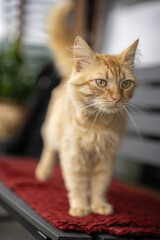 Fluffy orange cat explores the porch on a sunny afternoon