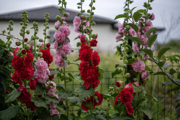 Vibrant hollyhocks bloom against a serene backdrop of a countryside home in soft morning light
