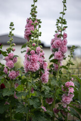Vibrant pink hollyhocks sway gently in a summer garden behind a quaint house