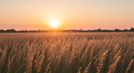 Obraz premium Golden Hour Meadow: Serene Sunset Landscape with Tall Grass, Warm Tones, Peaceful Mood