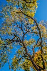 Tree and branches in fall coloration 
