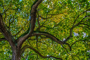 Tree and green leaves 