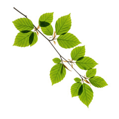 Fototapeta premium Fresh, vibrant green beech tree branch with lush, dark green leaves showing distinct venation, slender light brown bark, elegantly positioned diagonally on a transparent background with shadowless