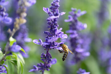 A bee sucking nectar from a lavender field