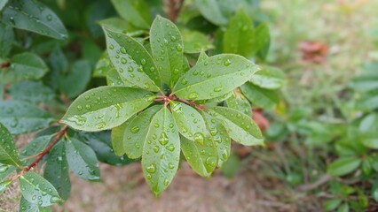 green leaves on a branch