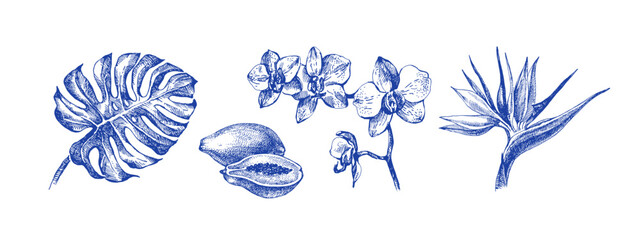 Hand drawn sketch tropical leaves and fruits set. Vintage exotic plants. Vector isolated illustration on white background © pim