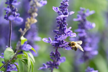 A bee sucking nectar from a lavender field