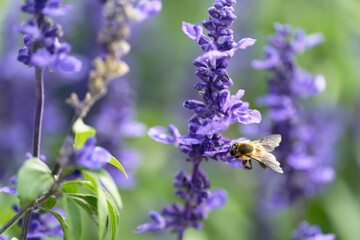 Honey bee on lavender flowers in the garden