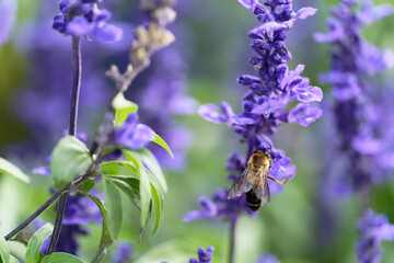 Honey bee on lavender flowers in the garden