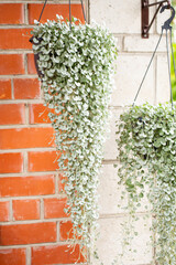Silver Dichondra in a hanging planter, a plant for decorating a patio or terrace, vertical photo