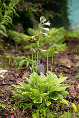 blooming hosta in the garden