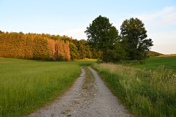 beautiful summer landscape with blue skies and endless road among wheat fields in the Bavarian countryside (Konradshofen, Bavaria, Germany)	