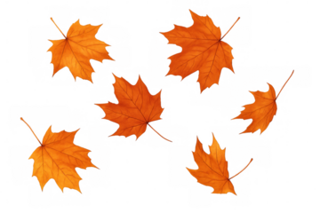 Six bright orange maple leaves falling down on a transparent background, perfect for autumn-themed designs