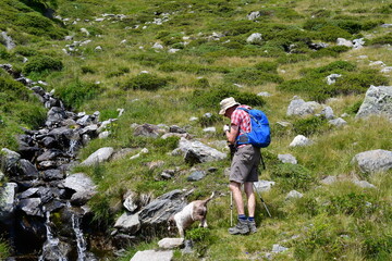 Mann und sein Lagotto Romagnolo Hund wandern im Ultental in Südtirol 