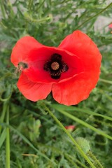 Landscape vertical photo image bright red poppy in the foreground in a meadow on a blurred green background wallpaper bright background photography poster banner hd ultra high resolution quality