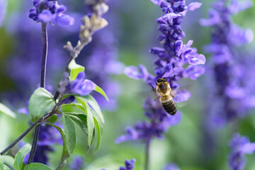 Honey bee on lavender flowers in the garden