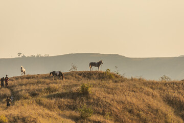 Epic Silhouette: Sumba Horses Dance Along Piarakuku's Ridge Adorned in Twilight