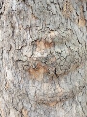 Beautiful background of old sycamore tree