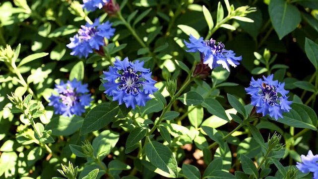 Beautiful 4K panning shot of blue aparajita flowers blooming in a garden also known as clitoria ternatea their vibrant petals swaying slightly under natural sunlight in a serene floral scene