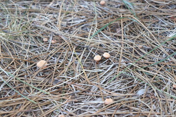 Peque&ntilde;os hongos en el suelo