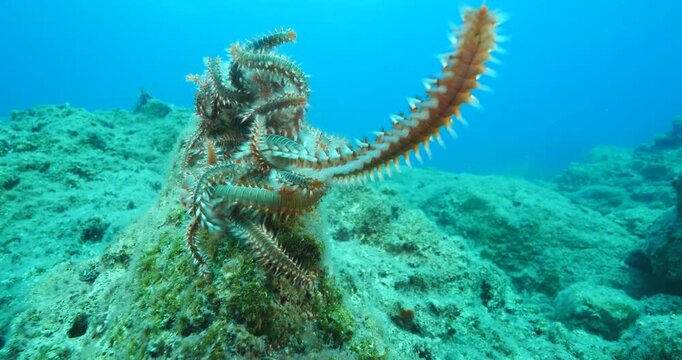 fireworms mating underwater 4k footage 