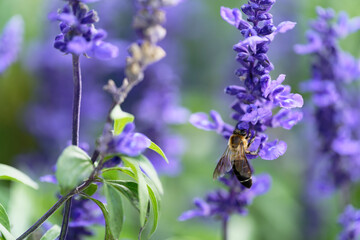 Honey bee on lavender flowers in the garden