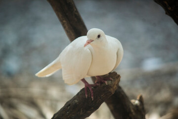 Avian Majesty: Close-Up of a Bird in Detail