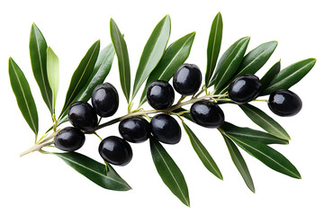 Olive branch with black olives on white background isolated