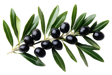 Olive branch with black olives on white background isolated