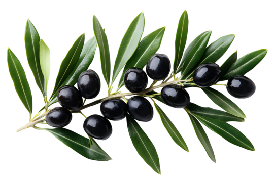 Olive branch with black olives on white background isolated