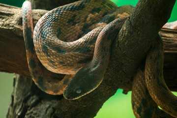 Gaze of the Predator: A Snake in Focus