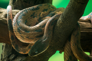 Gaze of the Predator: A Snake in Focus