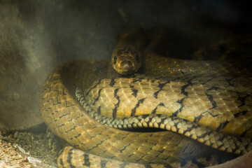 Gaze of the Predator: A Snake in Focus