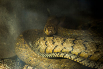 Gaze of the Predator: A Snake in Focus
