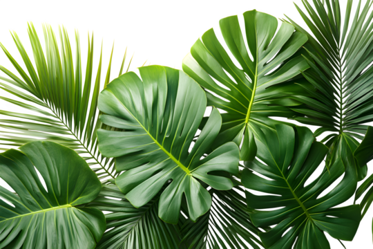 Tropical beach coconut palm tree leaves isolated on white background