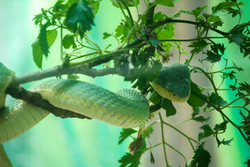 Gaze of the Predator: A Snake in Focus