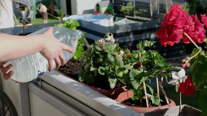 A young woman replants flowers in pots on a balcony and waters them on a sunny summer day. A girl is gardening near a plant on a balcony.