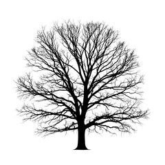 Fototapeta premium Detailed overhead view of a lush green deciduous tree isolated on transparent background