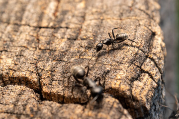 ant on wood