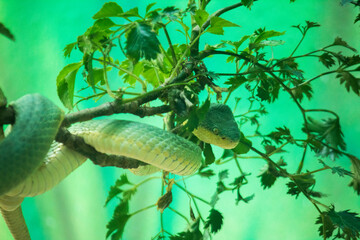 Gaze of the Predator: A Snake in Focus