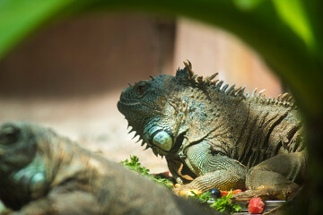 The Agile Wanderer: Lizard Among Leaves