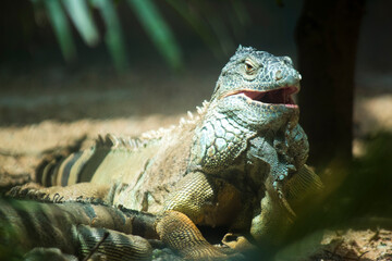 The Agile Wanderer: Lizard Among Leaves