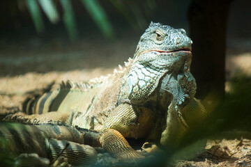 Fototapeta premium Territorial Majesty: Close-Up of a Wild Lizard
