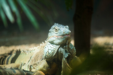 Territorial Majesty: Close-Up of a Wild Lizard