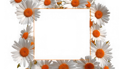Daisy flower frame with orange border isolated on transparent background