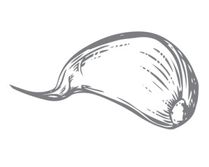 Vector sketch of a garlic clove, hand drawn. Illustration in the style of engraving. Detailed drawing of aromatic seasoning in ink. The clove of garlic lies on the table. Perfect for a menu, label.