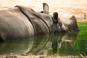 Fototapeta premium Horned Legacy: The Majesty of a Rhino